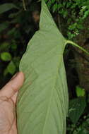 Anthurium ochranthum K. Koch resmi