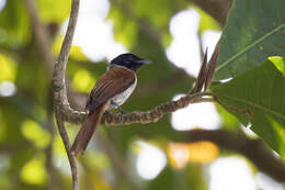 Image of Seychelles Black Paradise Flycatcher