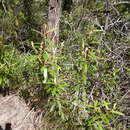 Image of Hibbertia banksii (R. Br. ex DC.) Benth.