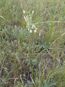 Image of Allium podolicum Blocki ex Racib. & Szafer