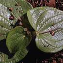 Image of Dioscorea minima C. B. Rob. & Seaton