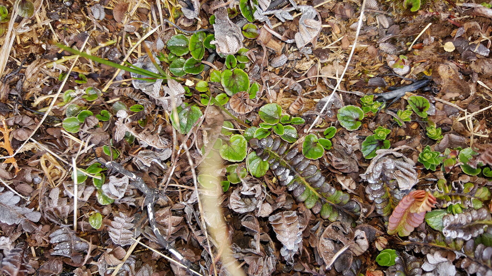 Imagem de Lobelia pratiana Gaudich. ex Lammers