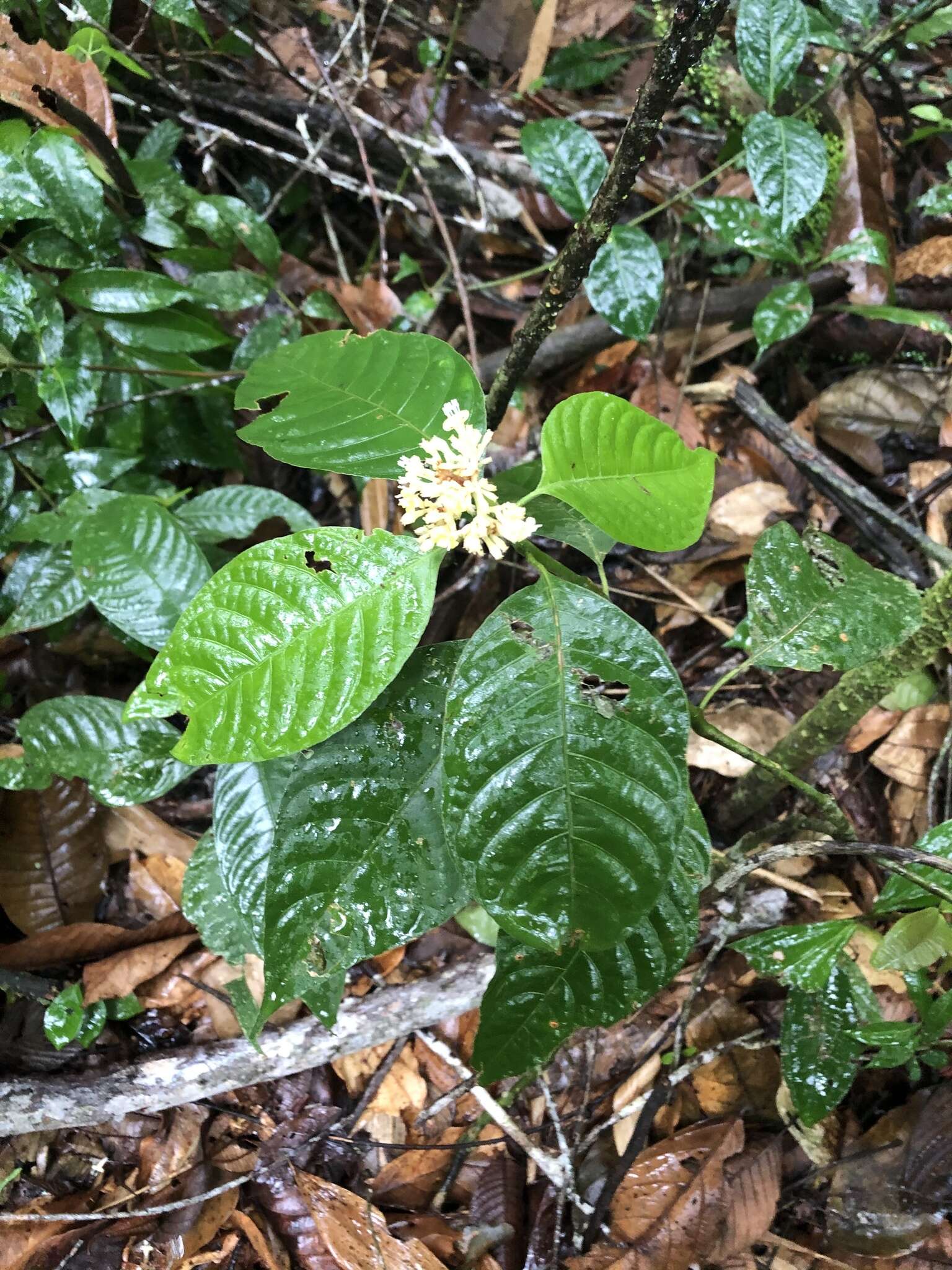 Image de Palicourea didymocarpos (A. Rich. ex DC.) Griseb.