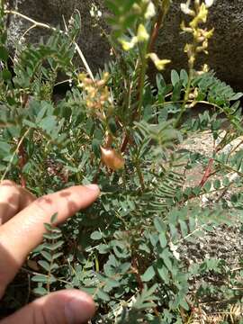 Astragalus douglasii var. parishii (A. Gray) M. E. Jones resmi