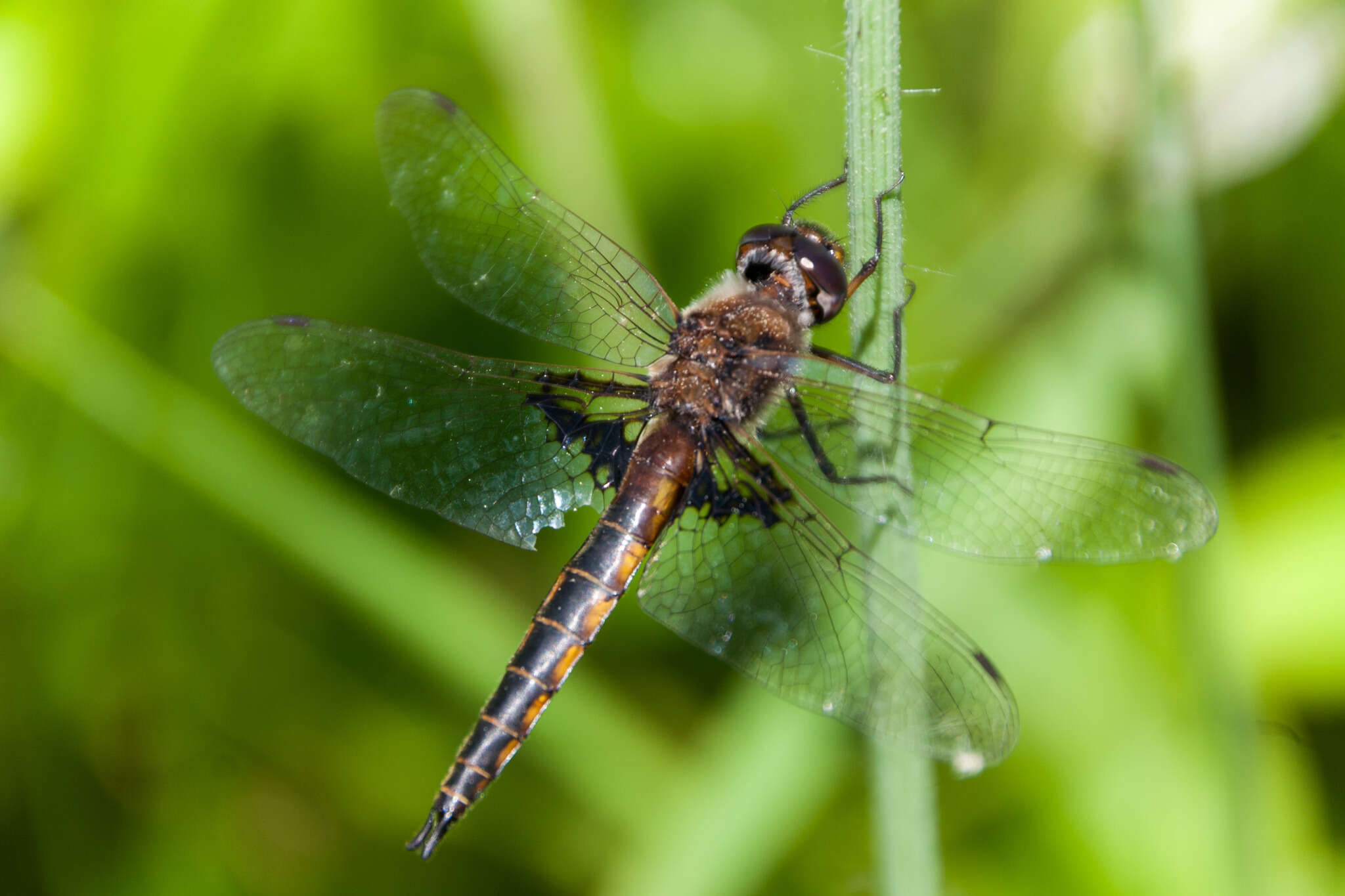 Image of Mantled Baskettail