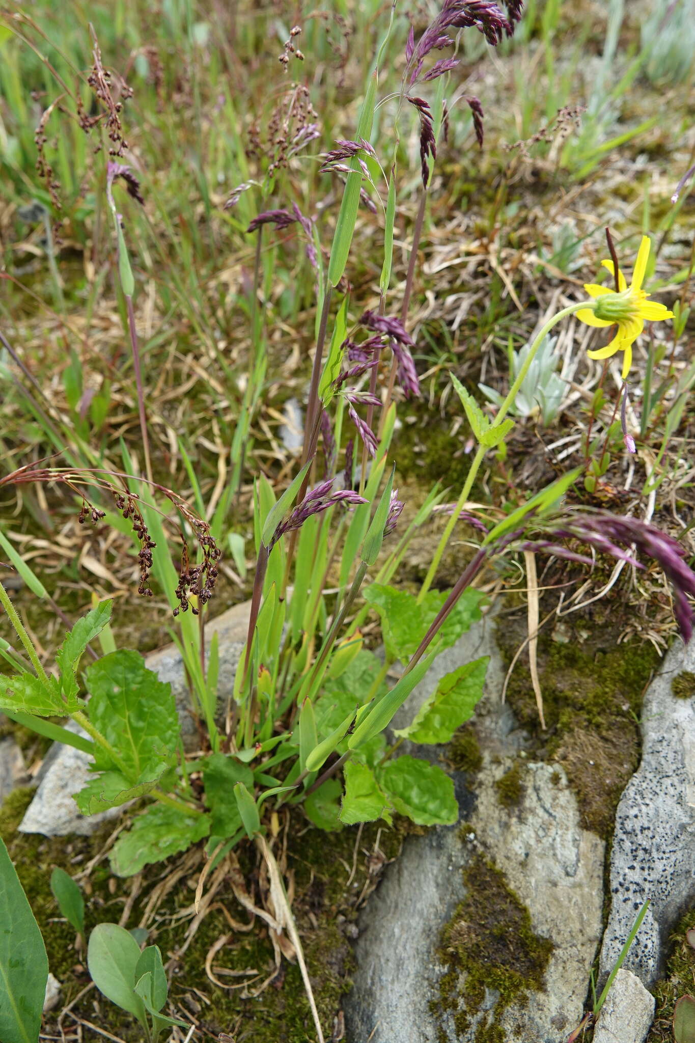 Imagem de Deschampsia atropurpurea (Wahlenb.) Scheele