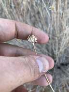 Image of Helianthus devernii Draper