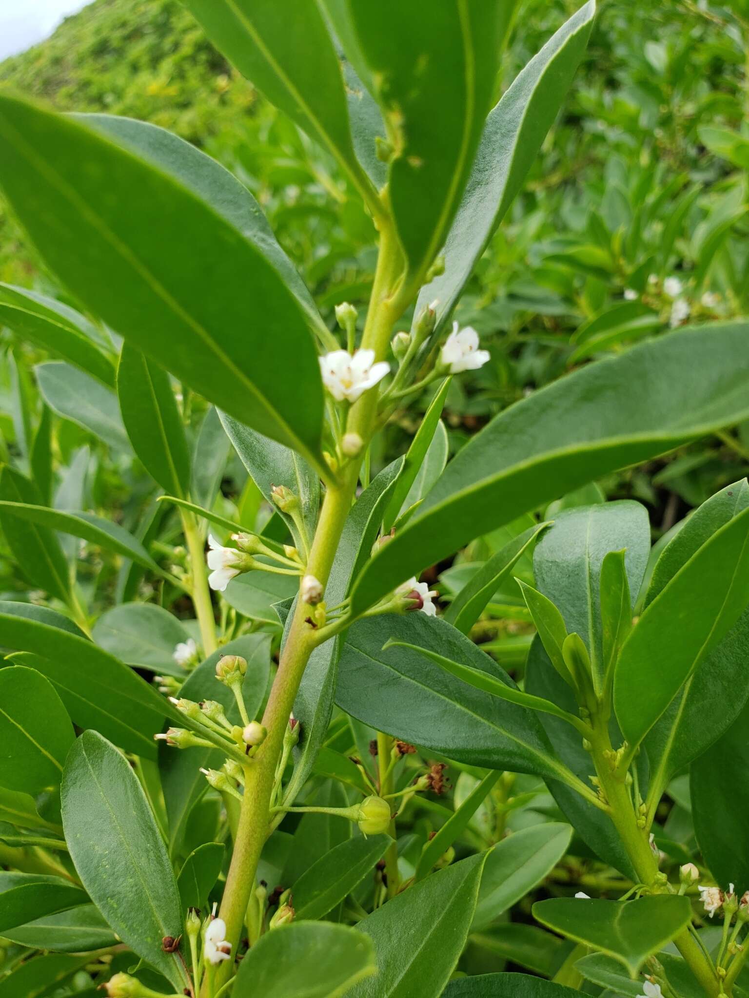 Myoporum sandwicense (A. DC.) Gray resmi