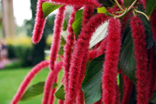 Image of chenille plant