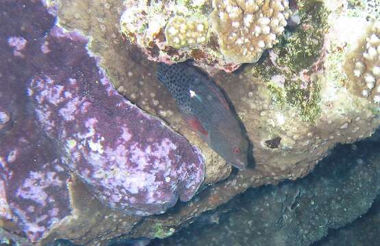 Image of Halfspotted Hawkfish