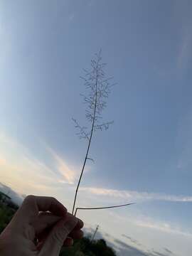 Image of Mediterranean lovegrass