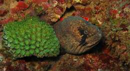 Image of Black cheek moray