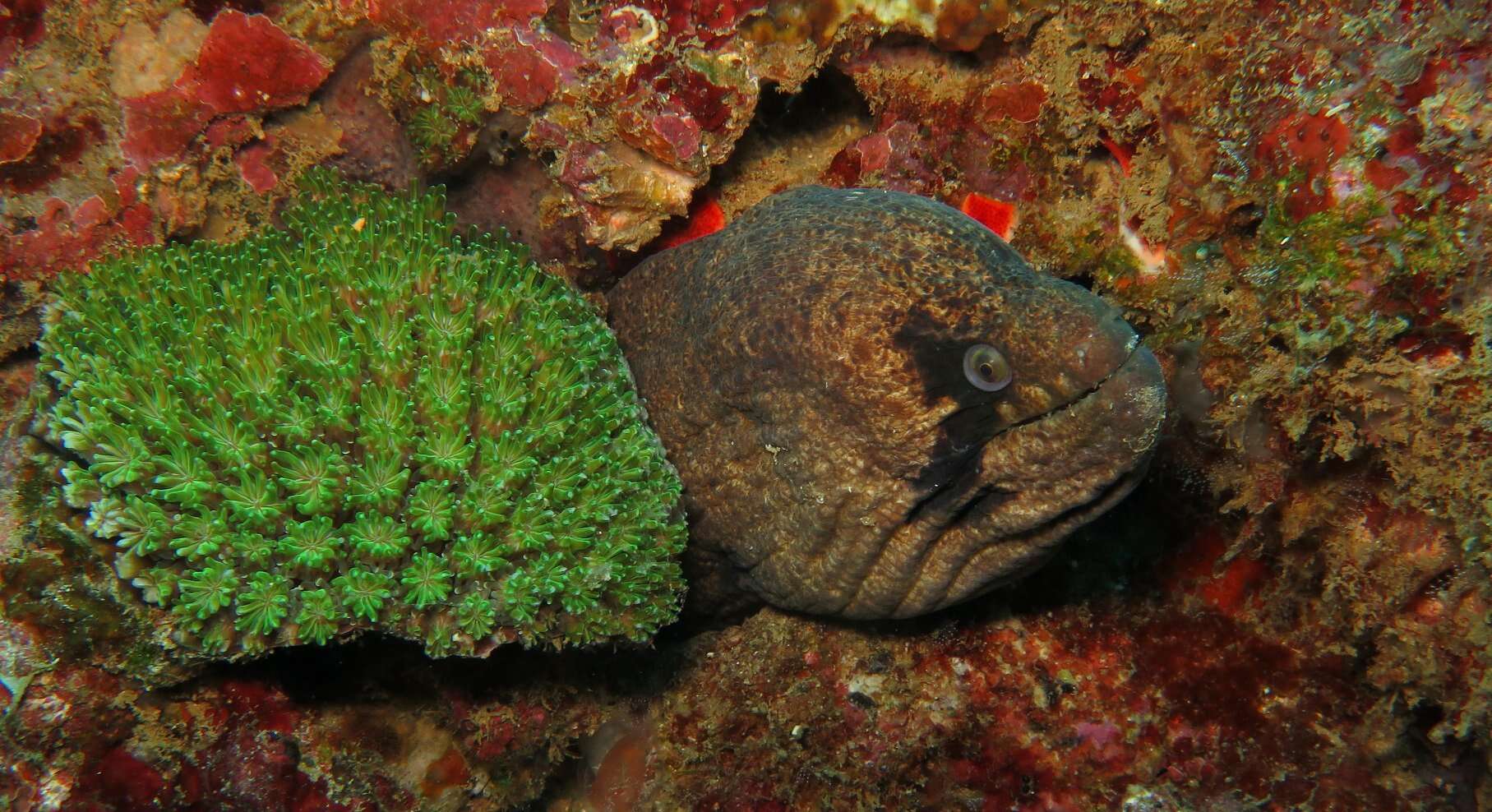 Слика од Gymnothorax breedeni McCosker & Randall 1977