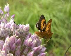 Image of Byssus Skipper