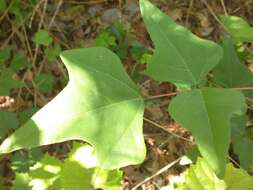 Слика од Erythrina herbacea L.