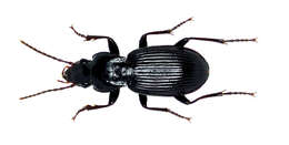 Image of Pterostichus (Petrophilus) lachrymosus (Newman 1838)