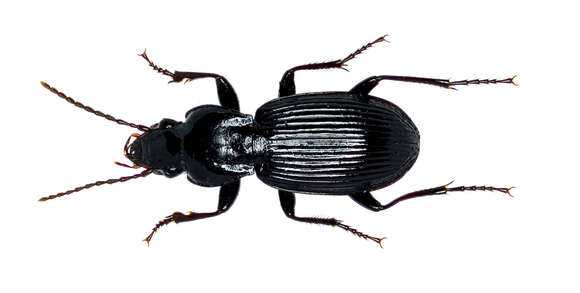 Imagem de Pterostichus (Petrophilus) lachrymosus (Newman 1838)