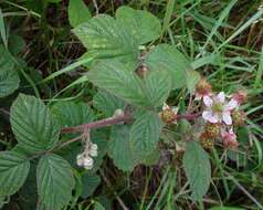 Image of Rubus dasyphyllus (Rogers) Rogers