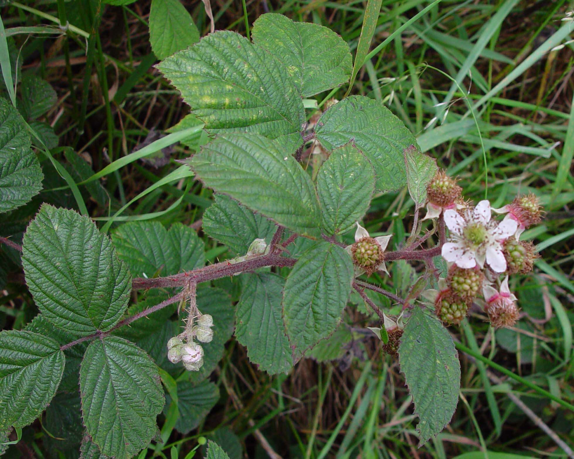 Image of Rubus dasyphyllus (Rogers) Rogers