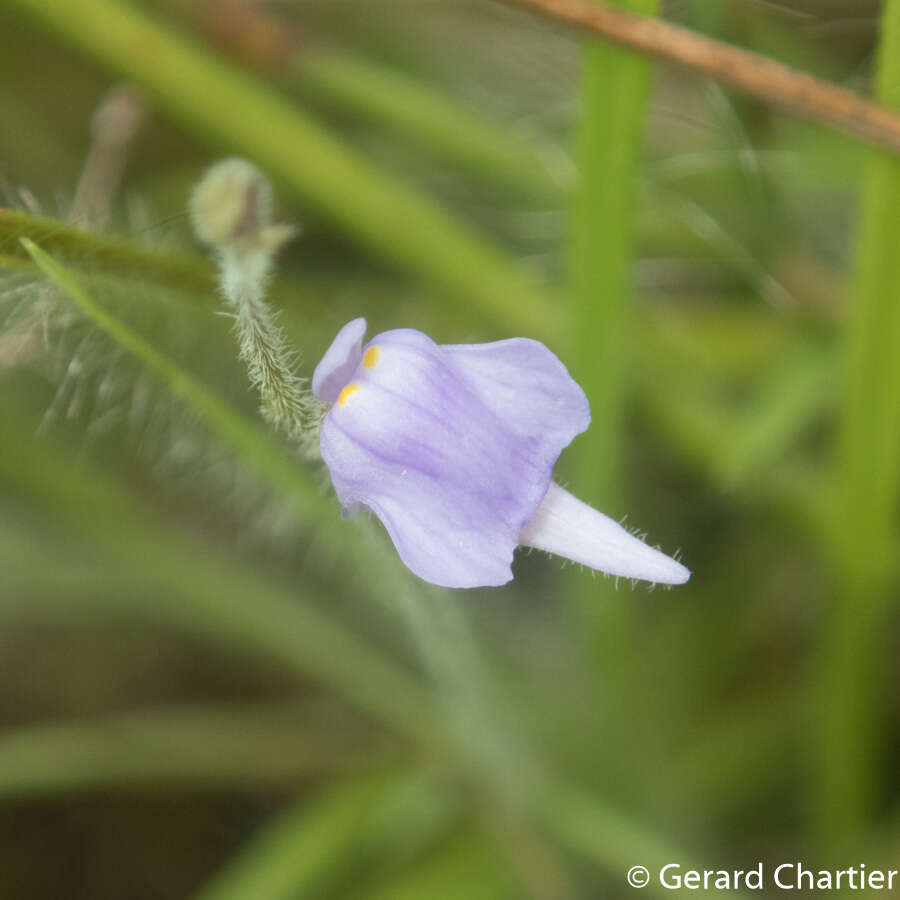 Image of Utricularia hirta Klein ex Link