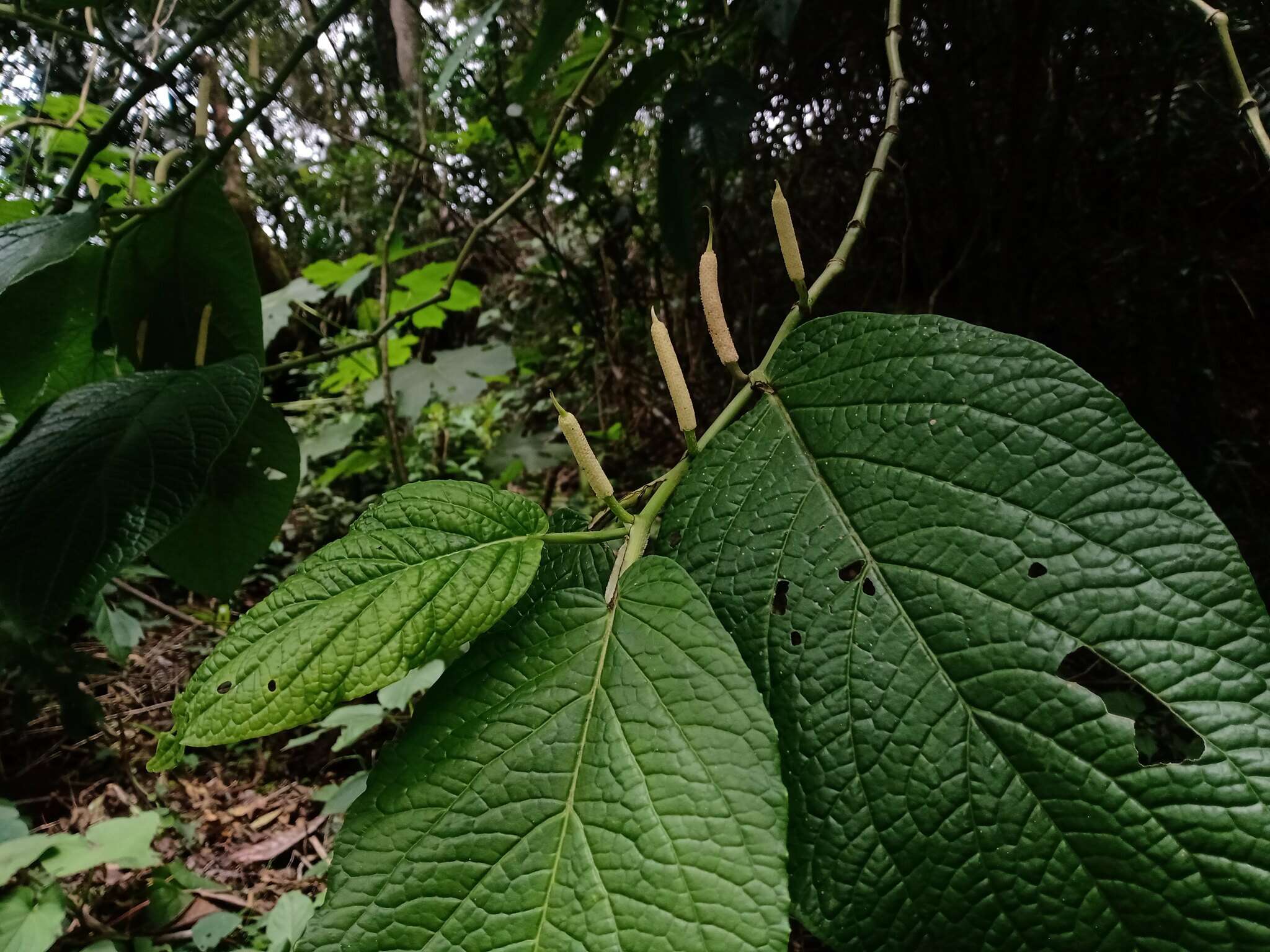 Image of Piper lapathifolium (Kunth) Steud.