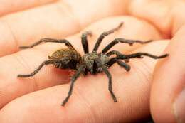 Image of Paloma Dwarf Tarantula