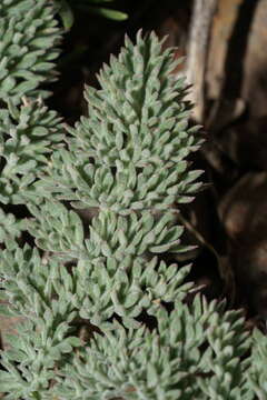 Image of Lomatium ravenii var. paiutense K. M. Carlson & Mansfield