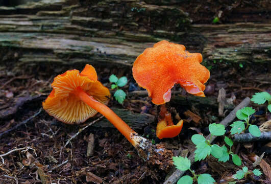 Plancia ëd Hygrocybe squamulosa (Ellis & Everh.) Arnolds 1995