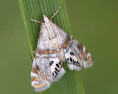 Image of Two-banded Petrophila