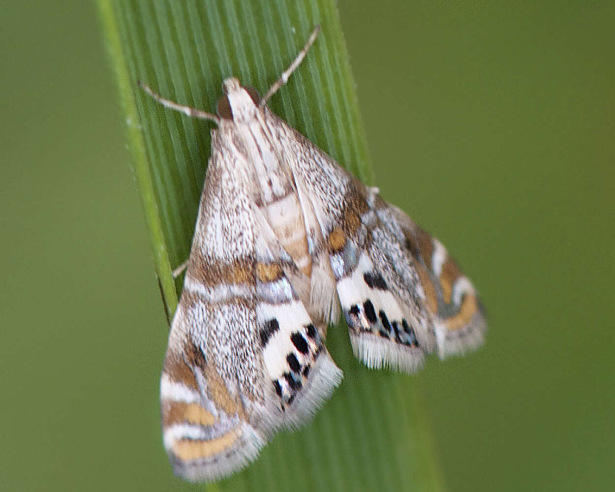 Image of Two-banded Petrophila