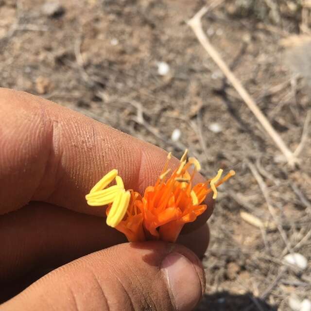 Image of Stenomesson flavum (Ruiz & Pav.) Herb.