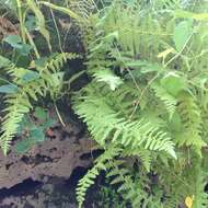 Image of Woodsia mollis (Kaulf.) J. Sm.