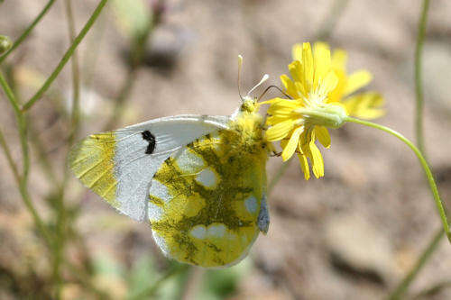 Image of Sooty Orange Tip