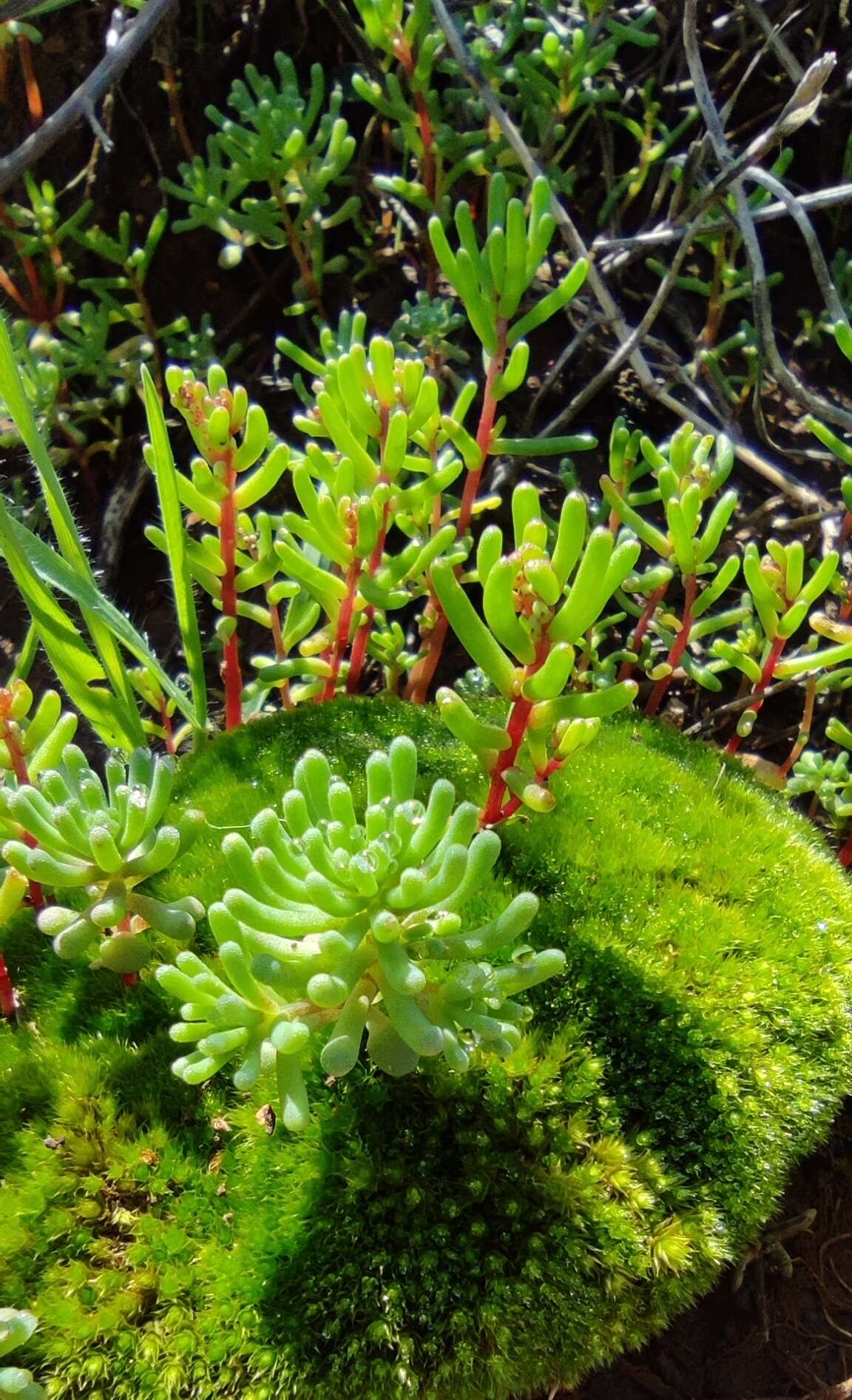 Sivun Sedum microcarpum (Sibth. & Sm.) S. Schönland kuva