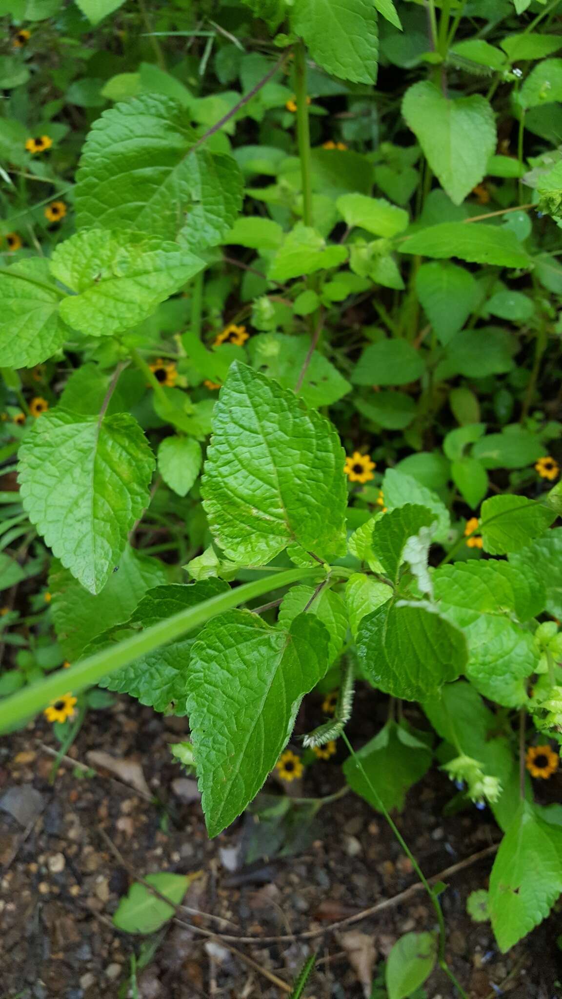 Image of Salvia lasiocephala Hook. & Arn.