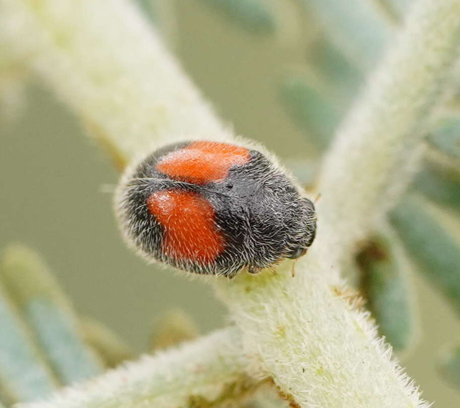 Image of Minute two-spotted ladybird beetle