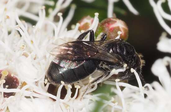 Image of Euryglossa ephippiata Smith 1862