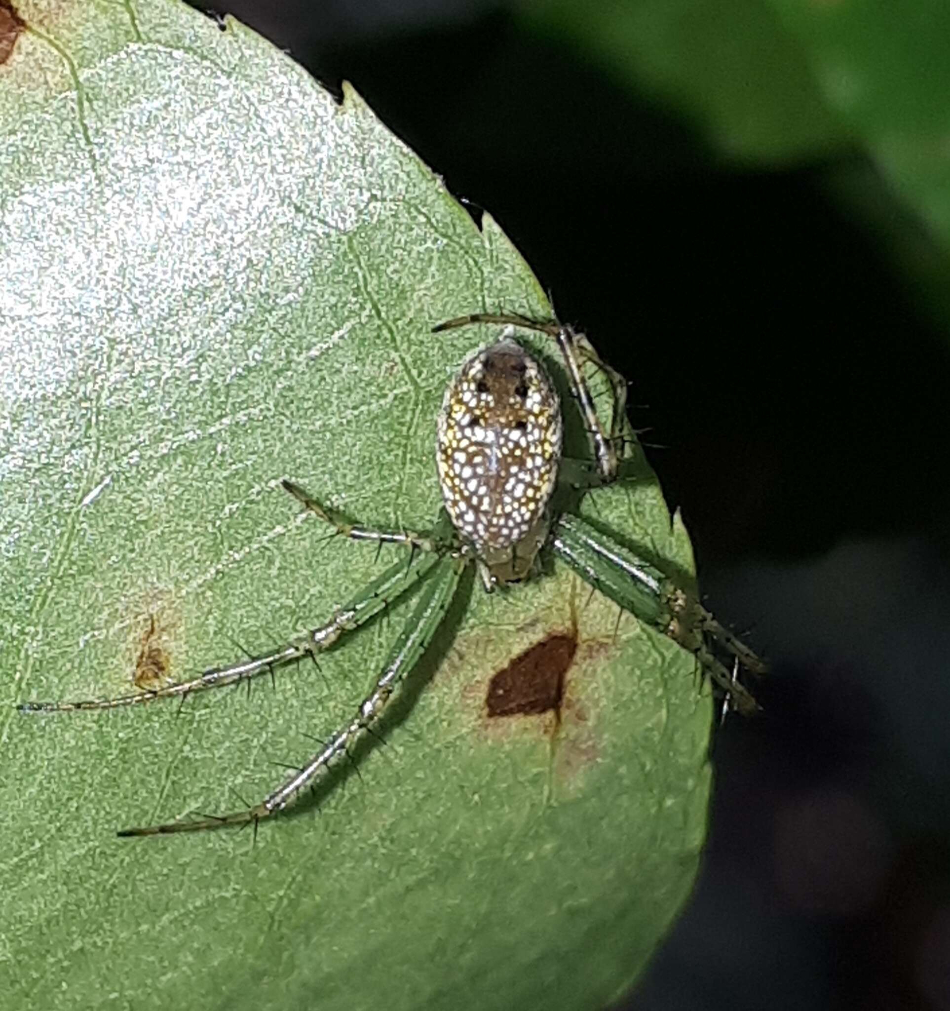 Image of Mangora maculata (Keyserling 1865)