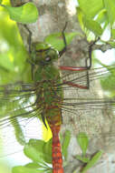 Image of Comet Darner