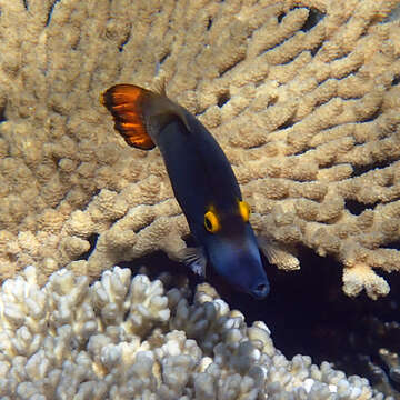 Image of Yellow-eyed leatherjacket