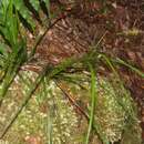 Image of Carex horizontalis (Colenso) K. A. Ford