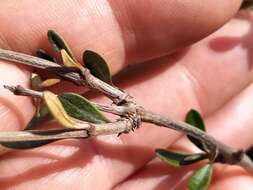 Imagem de Olearia virgata var. laxiflora (Kirk) Allan