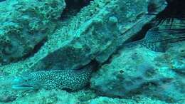 Image of Hourglass moray