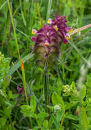 Image of Crested Cow-wheat