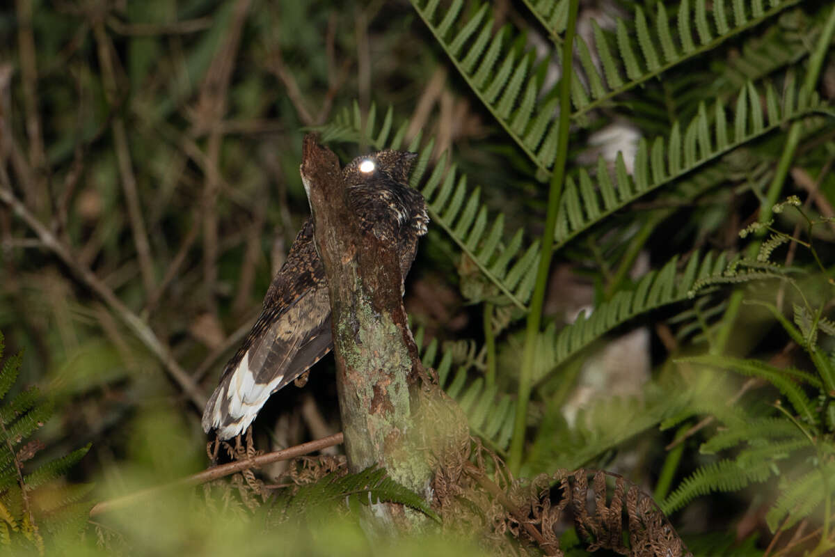 Image of Silky-tailed Nightjar