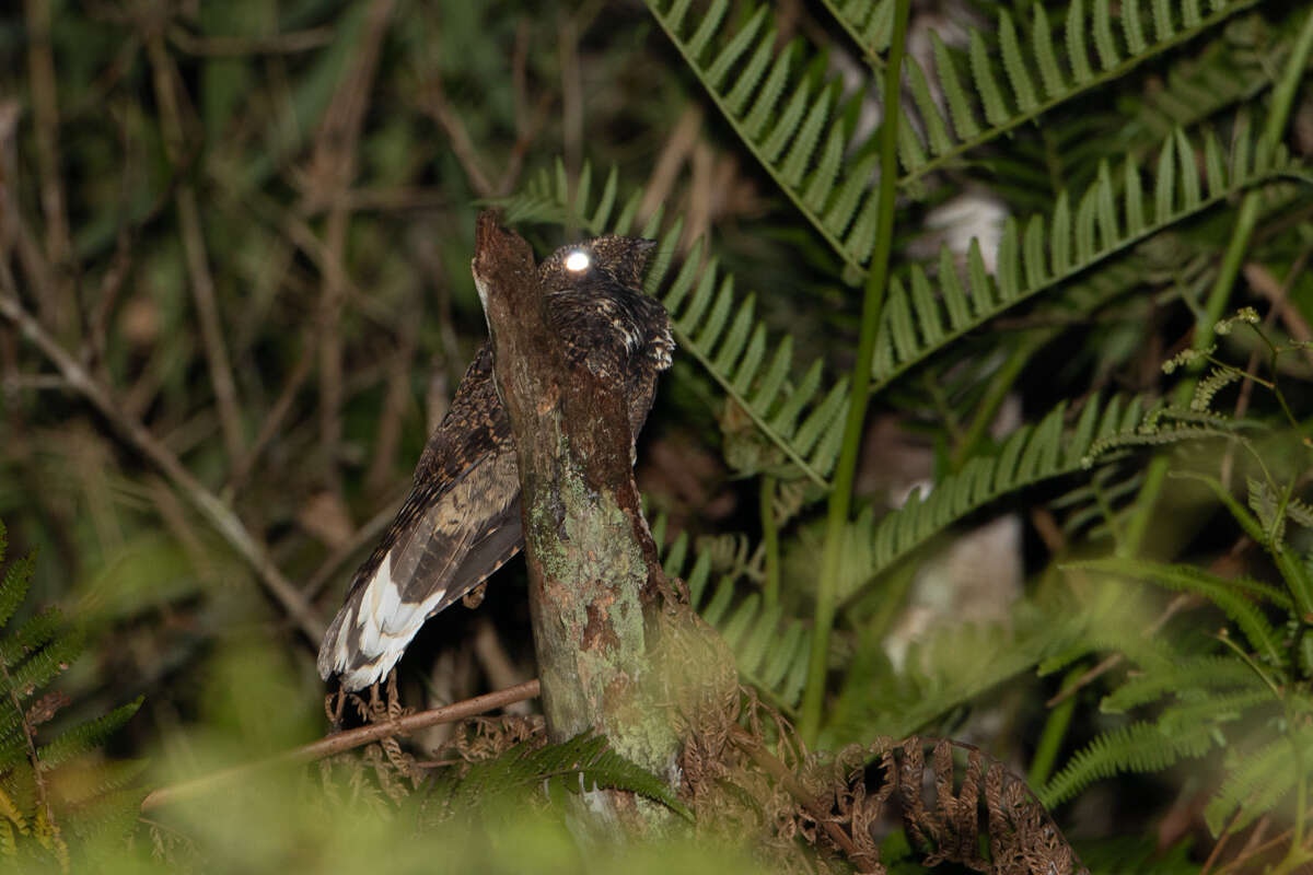 Plancia ëd Antrostomus sericocaudatus Cassin 1849