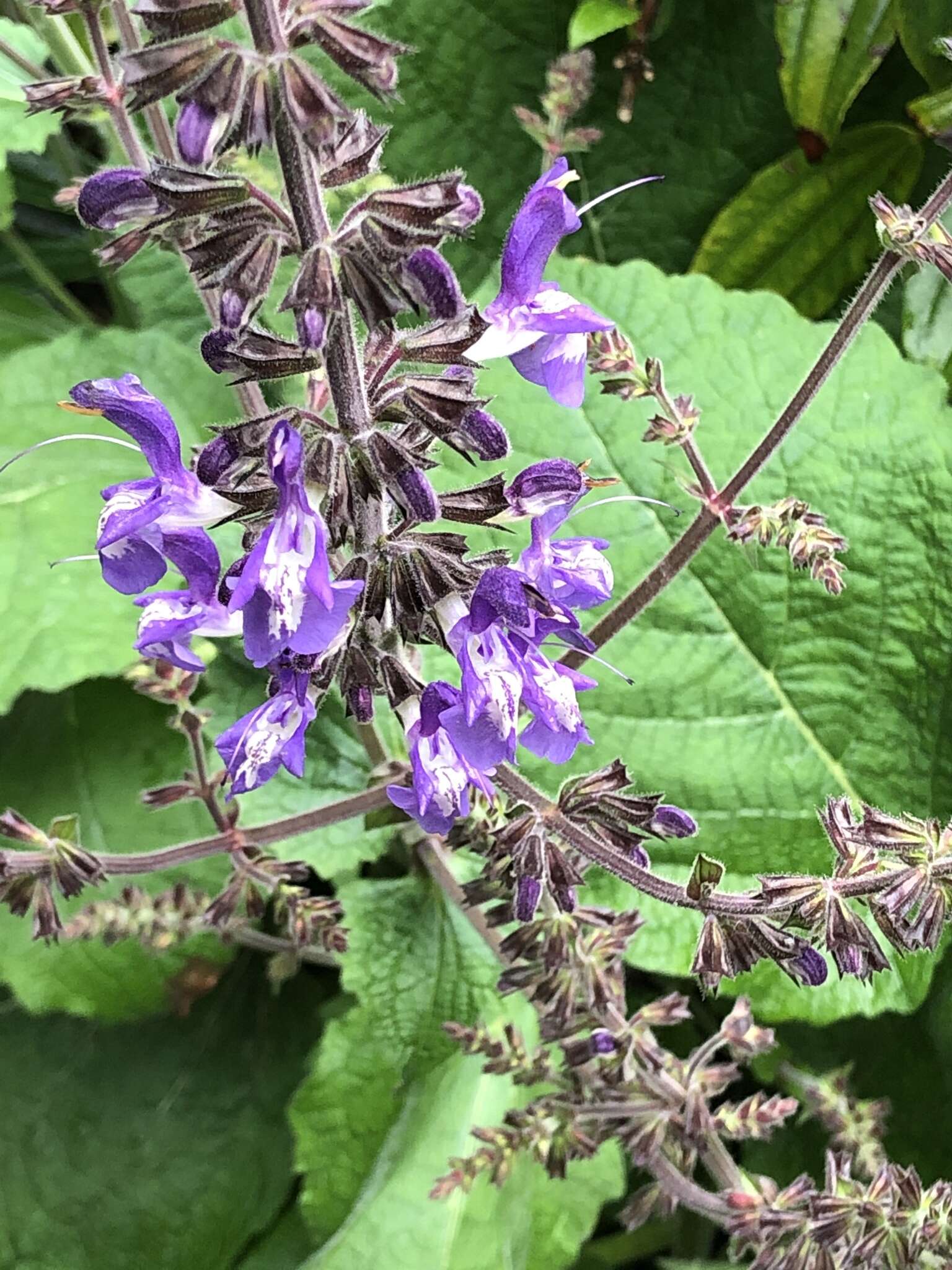 Imagem de Salvia forskaehlei L.