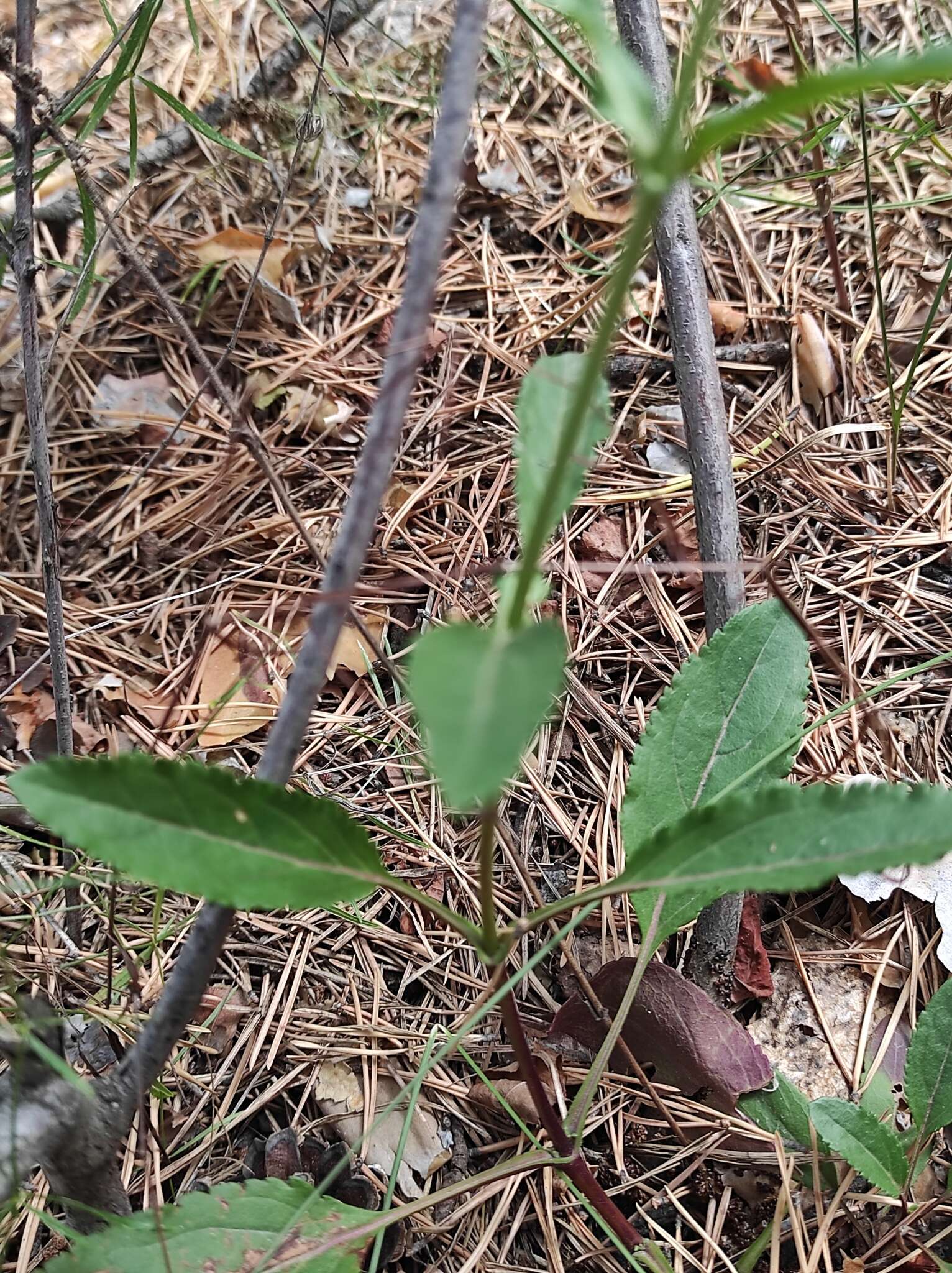 Sivun Veronica spicata subsp. paczoskiana (Klokov) Kosachev kuva