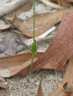 Eriochilus dilatatus subsp. brevifolius (Benth.) Hopper & A. P. Br.的圖片