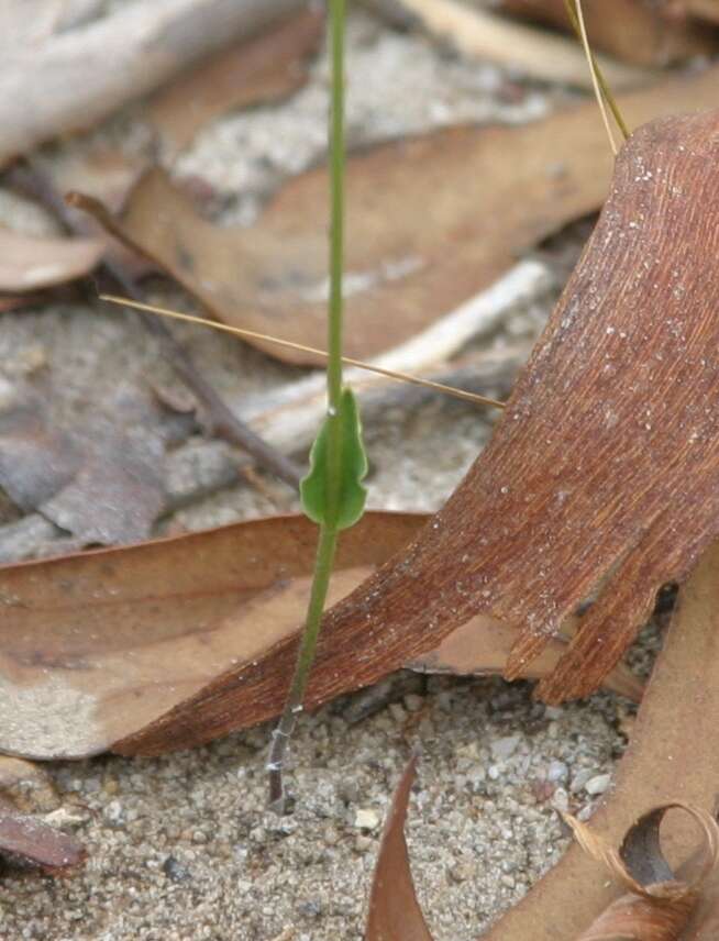 Eriochilus dilatatus subsp. brevifolius (Benth.) Hopper & A. P. Br.的圖片